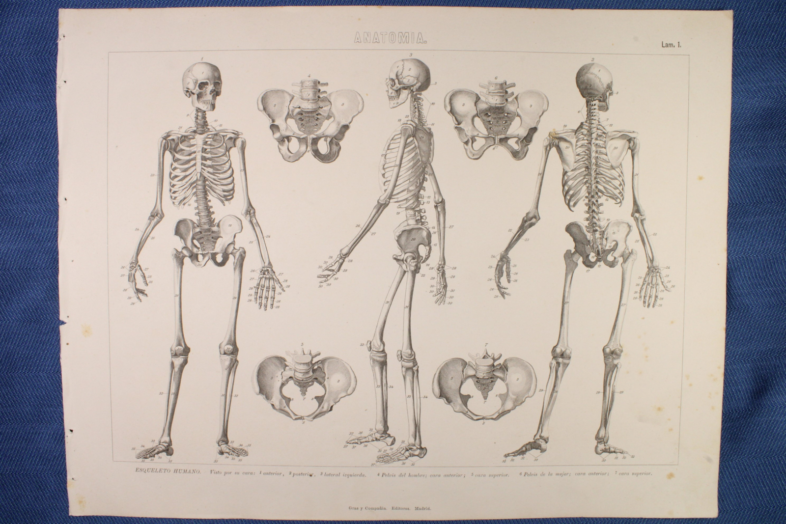 Antiques of engraving anatomy plate gras y c human skeleton