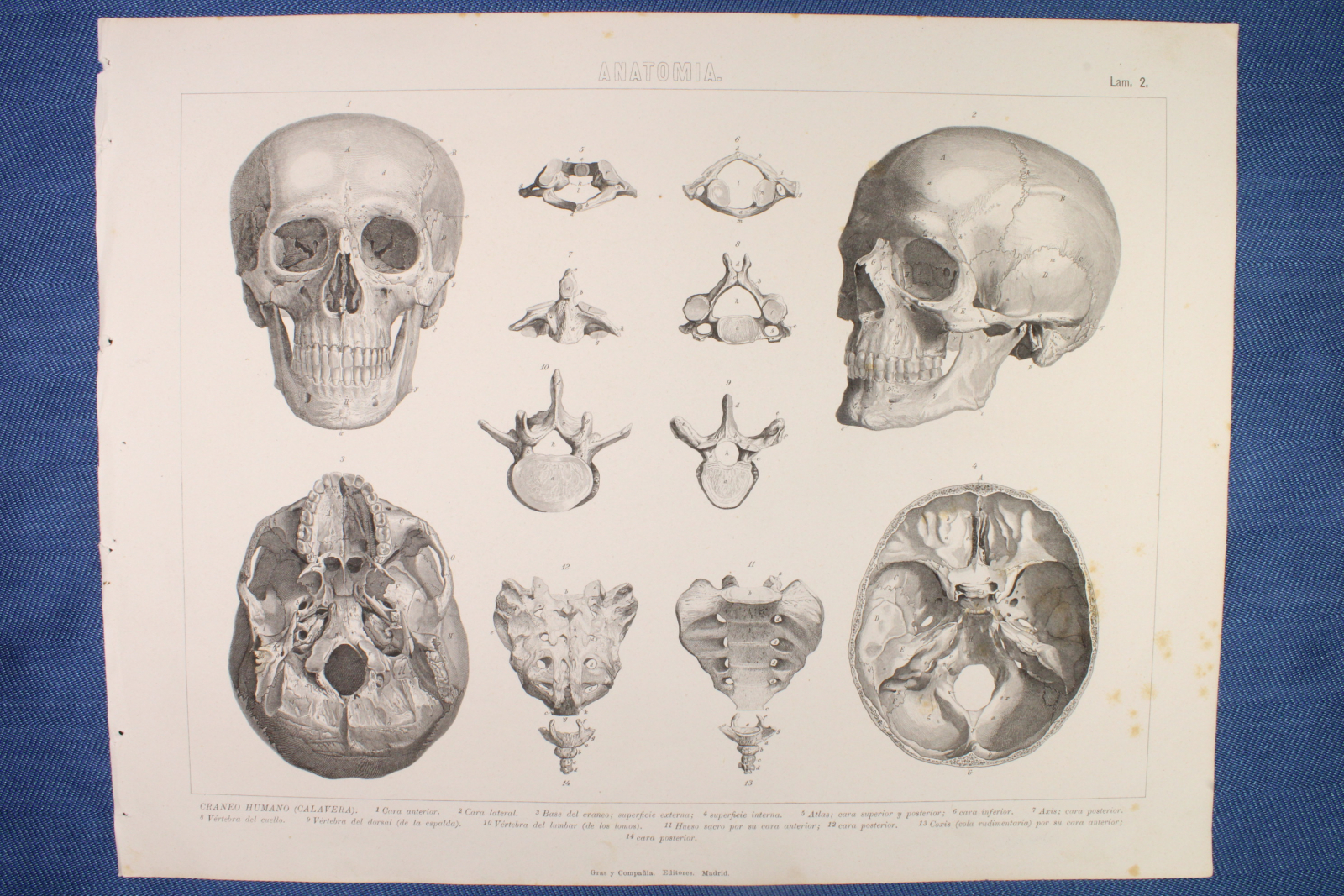 Antiques of engraving anatomy plate gras and c human skull