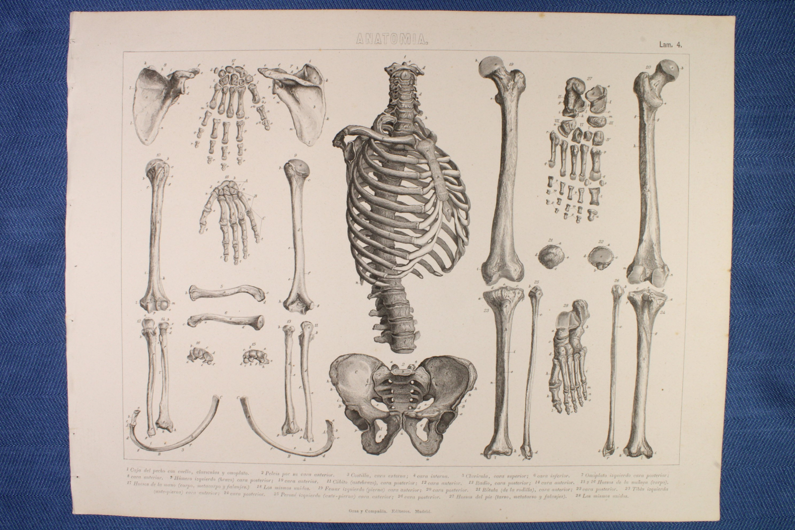 Antiques of engraving anatomy plate gras y c bones arms legs and hands
