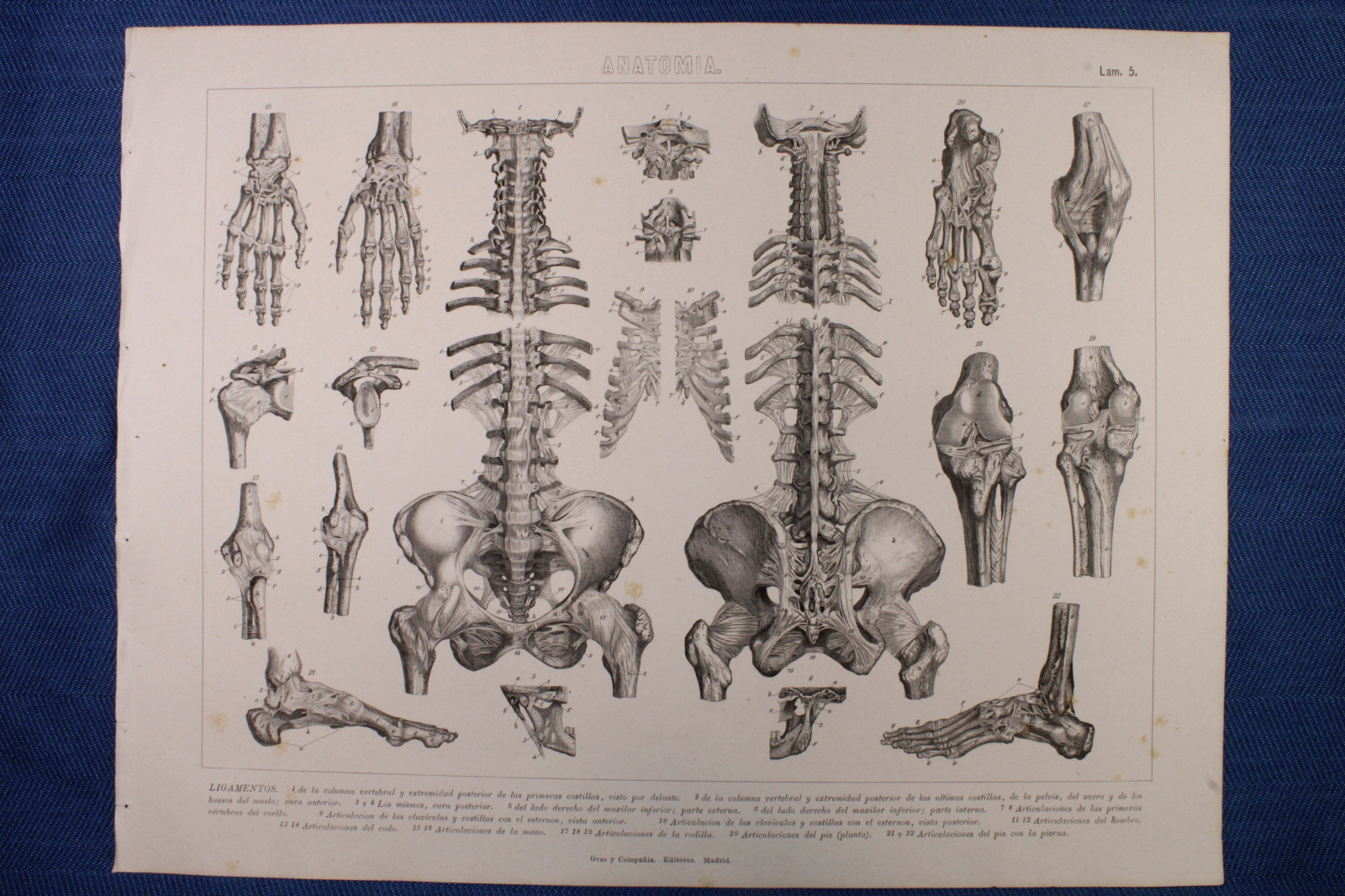 Antiques of engraving anatomy plate gras and c ligaments and joints