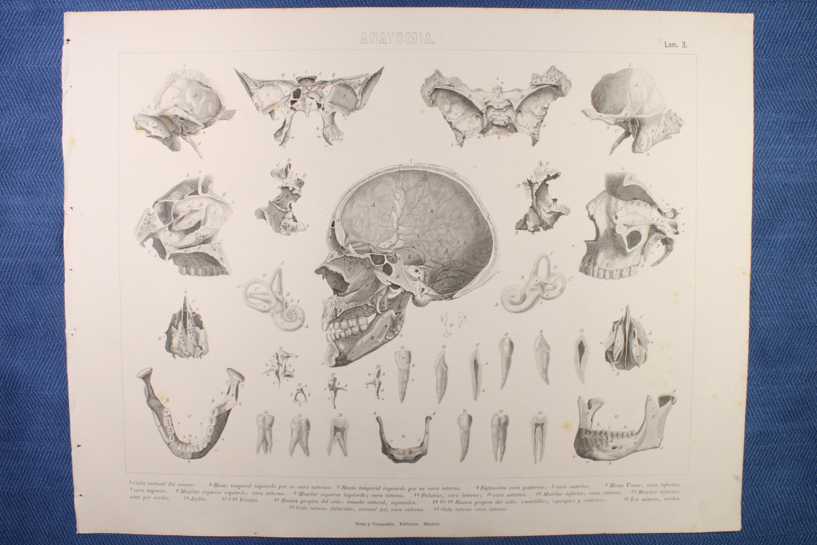 Antiguedades de grabado anatomia lamina gras y c interior craneo humano