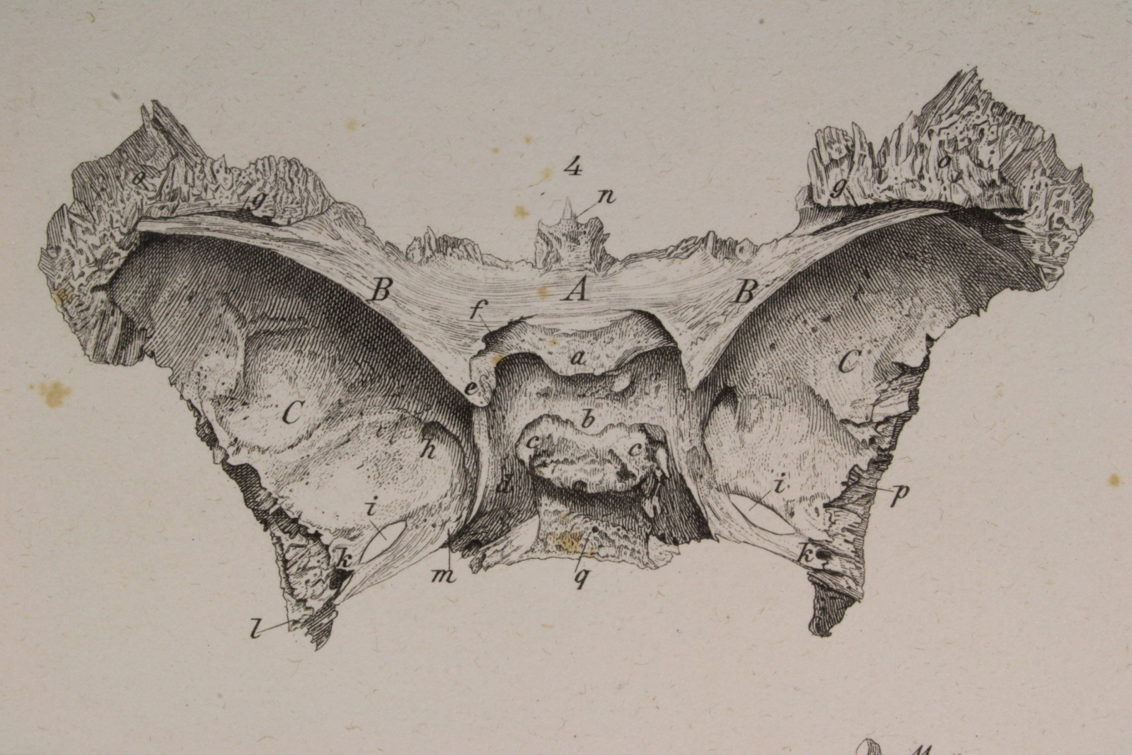 Grabado Anatomía Lámina 3. Gras y Cª. 1885. Interior Cráneo Humano.