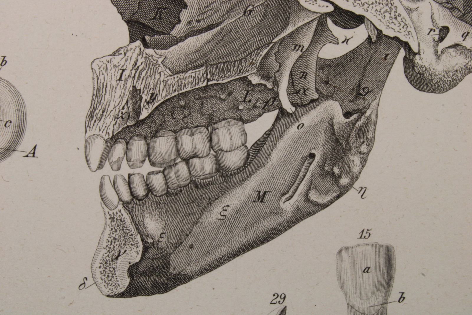 Grabado Anatomía Lámina 3. Gras y Cª. 1885. Interior Cráneo Humano.