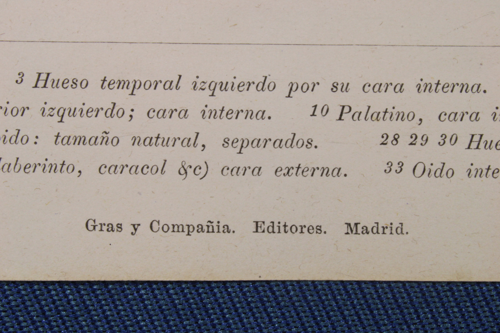 Grabado Anatomía Lámina 3. Gras y Cª. 1885. Interior Cráneo Humano.