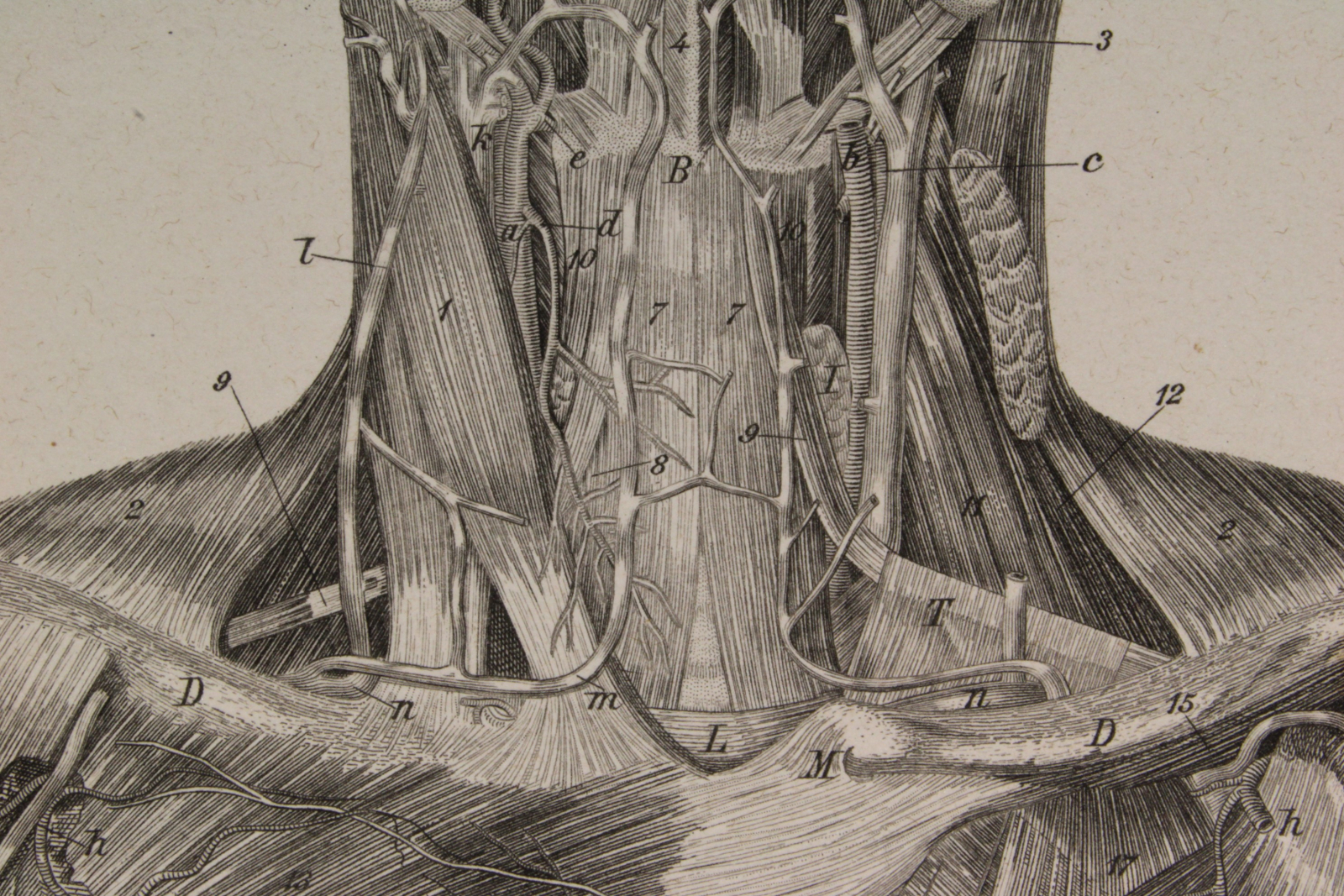 Grabado Anatomía Lámina 7. Gras y Cª. 1885. Tronco y Médula espinal.