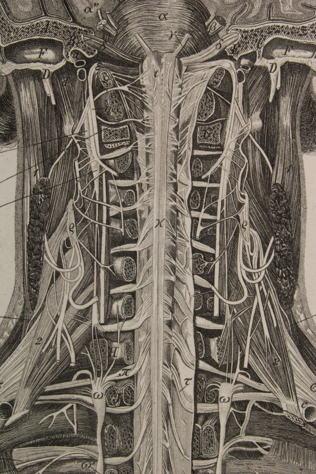 Grabado Anatomía Lámina 7. Gras y Cª. 1885. Tronco y Médula espinal.