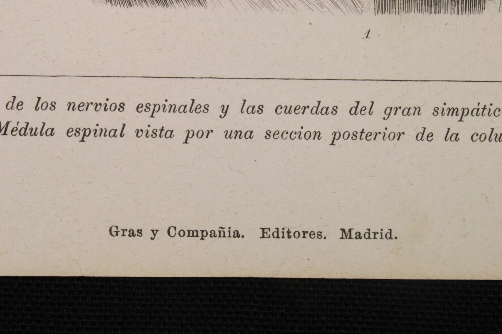 Grabado Anatomía Lámina 7. Gras y Cª. 1885. Tronco y Médula espinal.