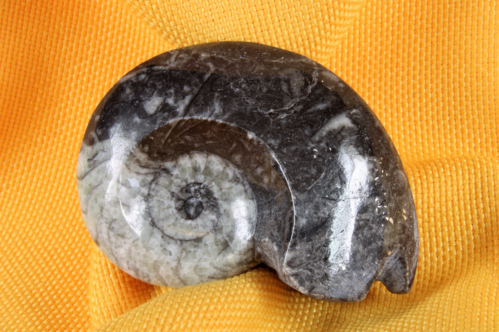 Antiques of polished stone ammonite fossil