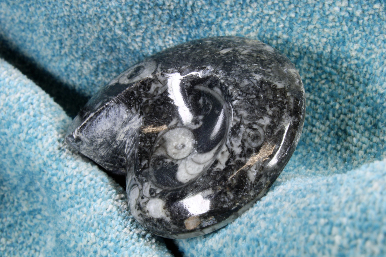 Antiques of polished stone ammonite fossil