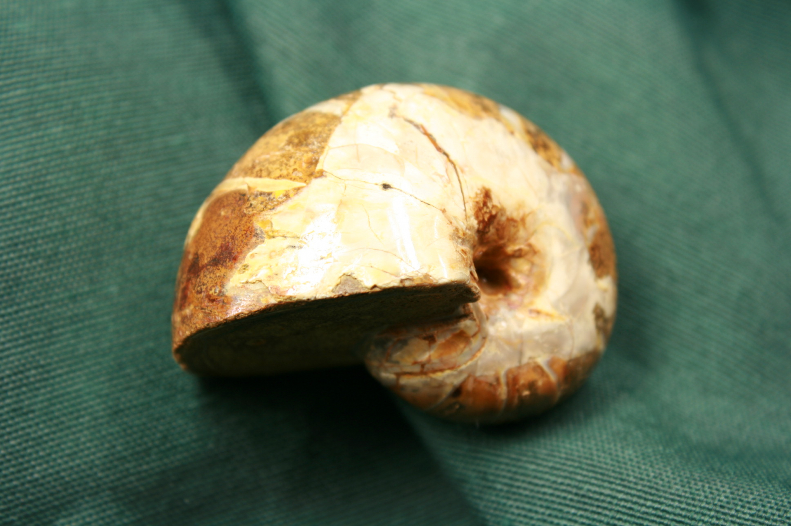 Antiques of large brown ammonite fossil