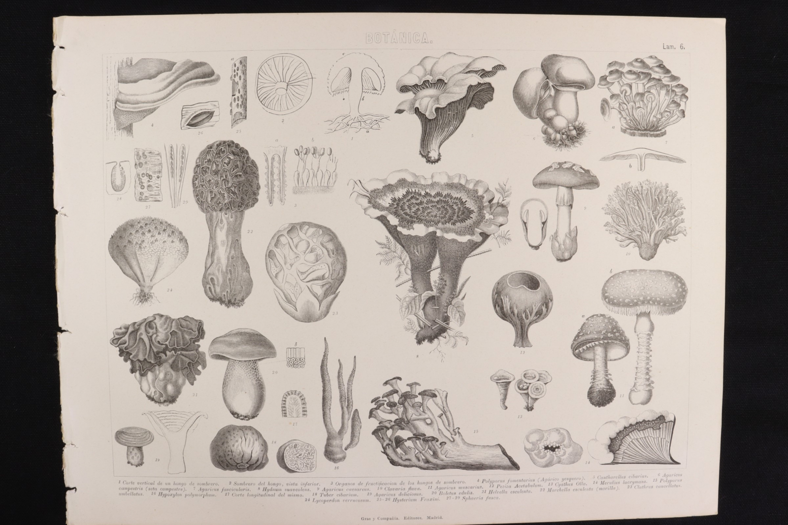 Antiques of engraving botanica lamina gras y c tinderwort country mushroom e