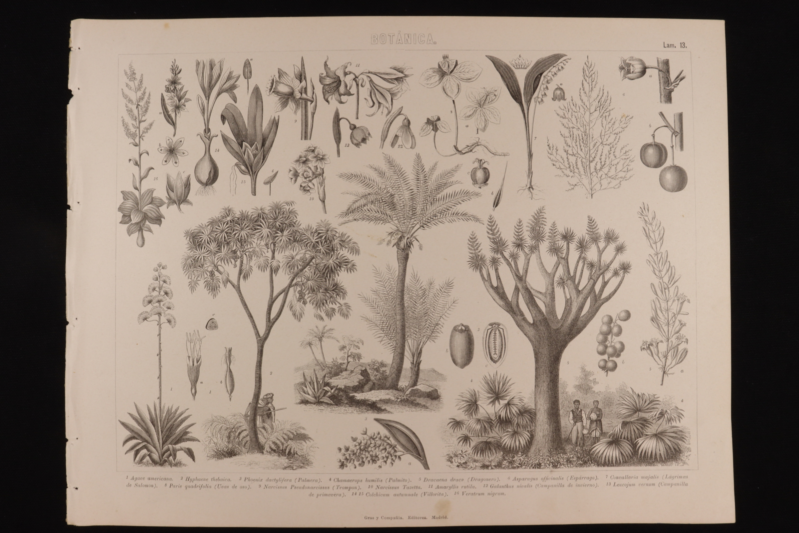 Antiques of engraving botanica lamina gras y c palm tree asparagus bluebell