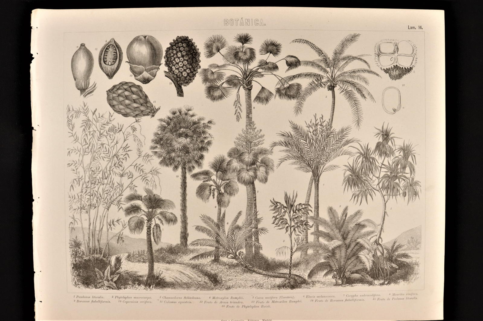 Antiques of botanical engraving plate gras c coconut areca fruit