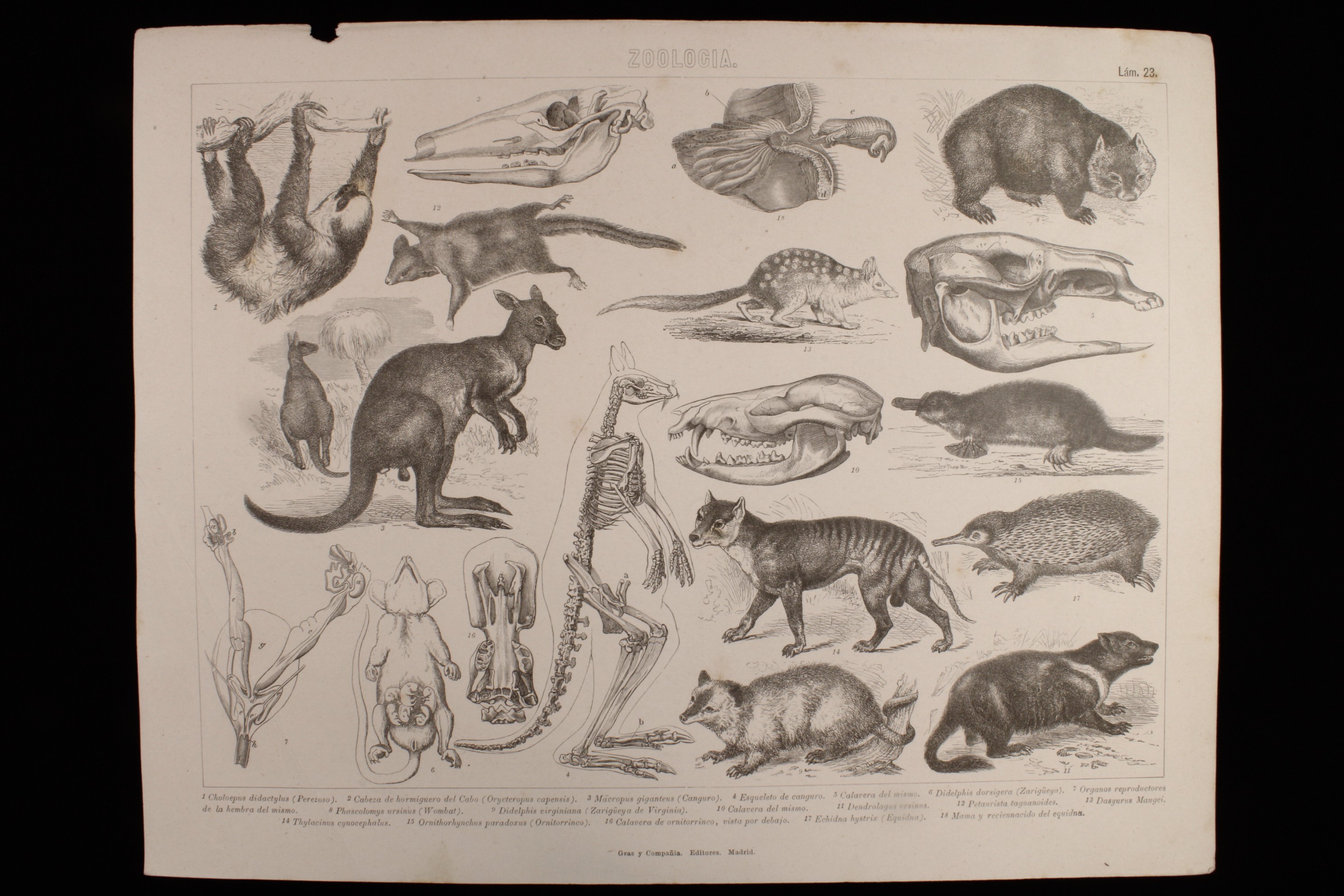 Antiques of engraving zoology ilustration gras c sloth wombat platypus opossum