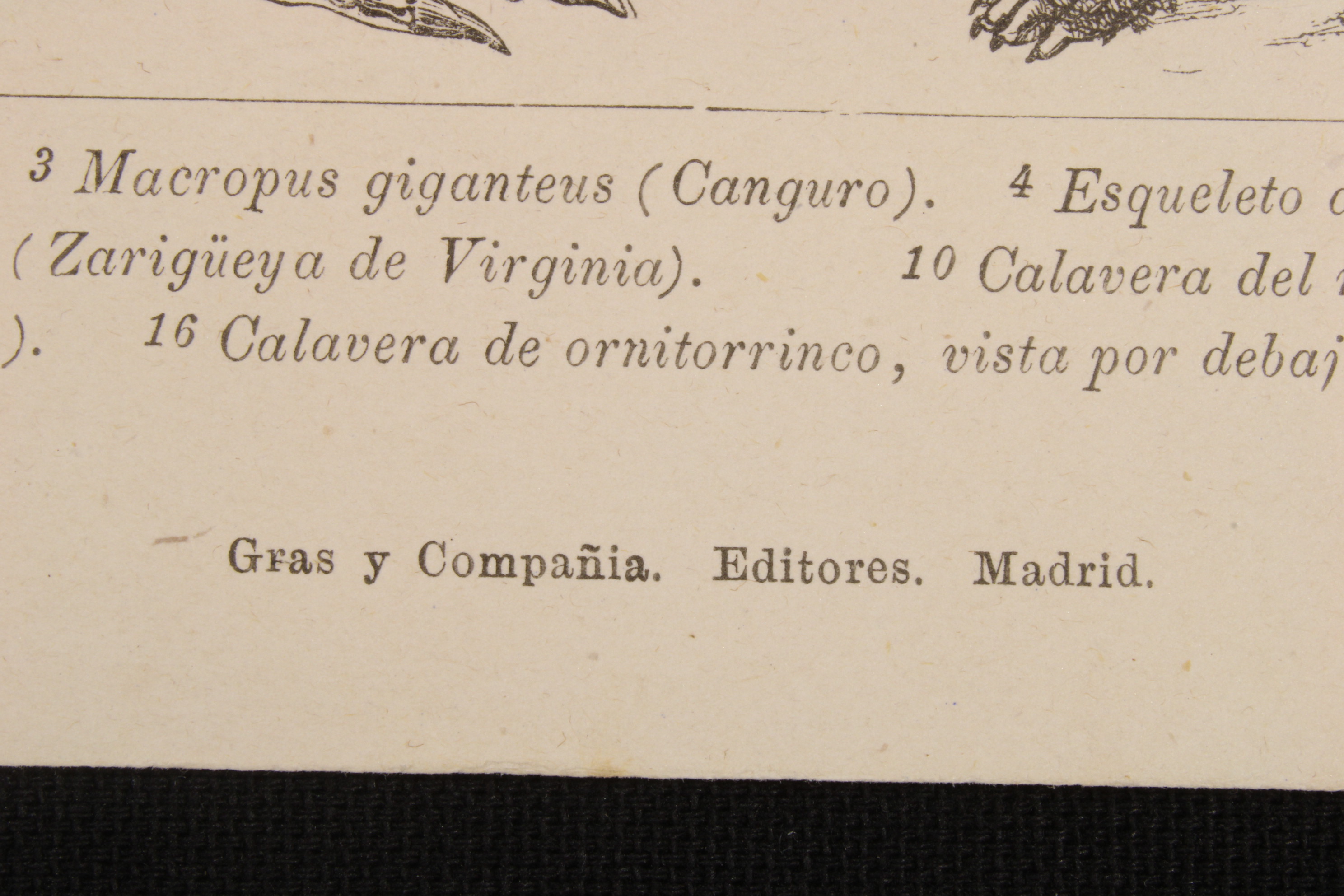 GRABADO ZOOLOGÍA LÁMINA 23 Gras y Cª. PEREZOSO, WOMBAT, ORNITORRINCO, ZARIGÜEYA, ETC.